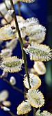 SALIX CATKINS