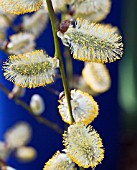 SALIX CATKINS