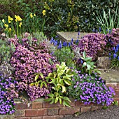 CALLUNA VULGARIS, AUBRETIA AND MUSCARI PLANTED IN WALL IN SPRING GARDEN