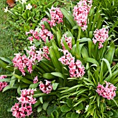 CLUSTER OF PINK HYACINTHS IN SPRING GARDEN