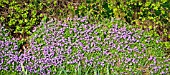 BORDER OF AUBRETIA