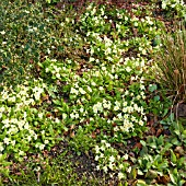 PRIMULA VULGARIS