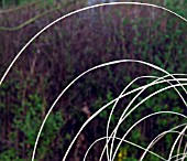 ABSTRACT ARCHING ORNATE GRASS IN SPRING
