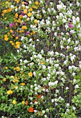 GALIUM ODORATUM WITH KERRIA JAPONICA PLENIFLORA