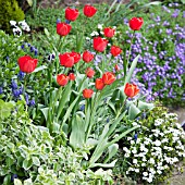 SPRING BORDER OF RED TULIPS