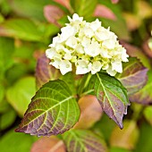 HYDRANGEA MACROPHYLLA