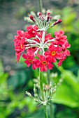 PRIMULA INVEREWE