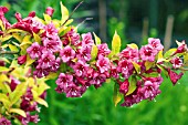 WEIGELA BRIANT RUBIDOR