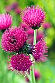 CIRSIUM RIVULARE