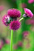 CIRSIUM RIVULARE