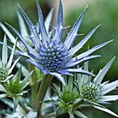 ERYNGIUM