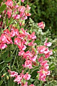 LATHYRUS ODORATUS MISS WILMOTT