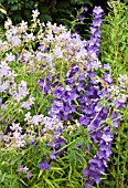 GERANIUM AND CAMPANULA