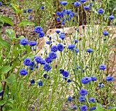 CENTAUREA CYANUS