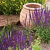 TERRACOTTA CONTAINER WITH ANTHEMIS AND SALVIA