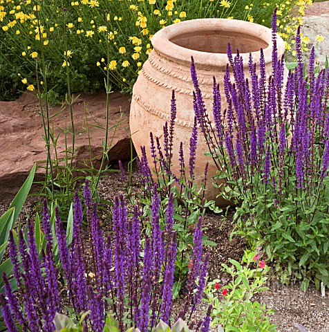 TERRACOTTA_CONTAINER_WITH_ANTHEMIS_AND_SALVIA