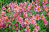 ALSTROMERIA
