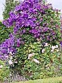 CLEMATIS ETOILE VIOLETTE WITH CLEMATIS JACKMANNI