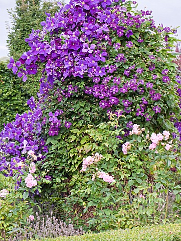 CLEMATIS_ETOILE_VIOLETTE_WITH_CLEMATIS_JACKMANNI