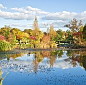 ABORETUM LARGE POND AND MONET BRIDGE WITH AUTUMN COLOUR AT WILKINS PLECK