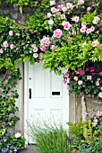 COTTAGE IN SUMMER WITH PINK CLIMBING ROSES