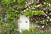 COTTAGE IN SUMMER WITH PINK CLIMBING ROSES