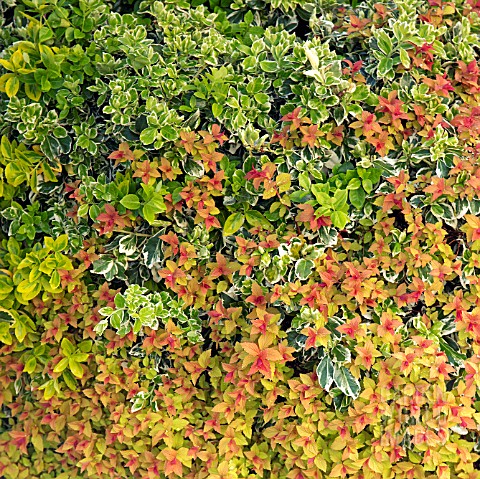 EUONYMUS_AND_NEW_SHOOTS_OF_SPIREA_IN_SPRING