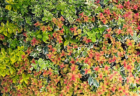 EUONYMUS_AND_NEW_SHOOTS_OF_SPIREA_IN_SPRING