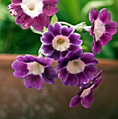 PRIMULA AURICULA KINGFISHER