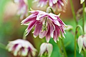 AQUILEGIA NORA BARLOW