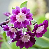 PRIMULA AURICULA PURPLE ROYAL