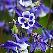 AQUILEGIA VULGARIS CHRISTY BARLOW