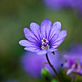 GERANIUM BILL WALLIS