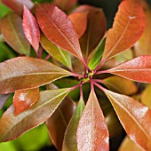 NEW GROWTH OF PIERIS JAPONICA KATSURA