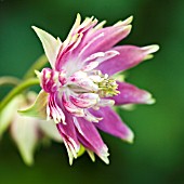 AQUILEGIA NORA BARLOW