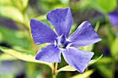 VINCA MINOR