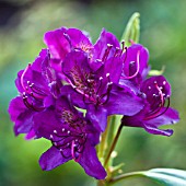 RHODODENDRON MARCEL MENARD