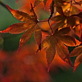 ACER PALMATUM BLOODGOOD