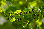 EUPHORBIA MARTINII LIGHT GREEN