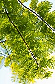 NEW FOLIAGE OF METASEQUOIA GLYPTOSTROBOIDES GOLDRUSH