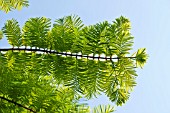 NEW FOLIAGE OF METASEQUOIA GLYPTOSTROBOIDES GOLDRUSH