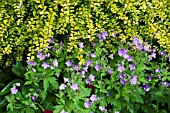 GERANIUM JOHNSONS BLUE UNDERPLANTED  LONICERA NITIDA BAGGESENS GOLD