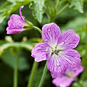 GERANIUM ENDRESSII WARGRAVE PINK