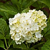 HYDRANGEA MACROPHYLLA BLUSHING BRIDE