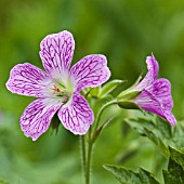 GERANIUM ENDRESSII WARGRAVES PINK