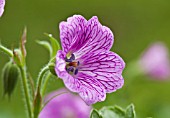 GERANIUM ENDRESSII WARGRAVES PINK