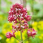 VALERIANA OFFICINALIS