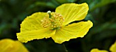 MECONOPSIS CAMBRICA