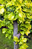 NEW FOLIAGE OF ULMUS WREDEI