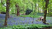 DECIDUOUS WOODLAND GARDEN, WITH CARPET OF ENGLISH BLUEBELLS